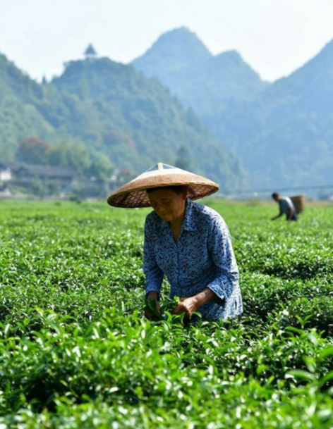 湖北恩施:百万亩茶园茶农抢采秋茶